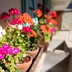 La Rose Des Vents N 1 Châtel
